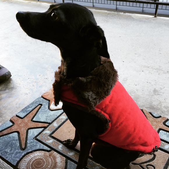 Kili - Picture 4 of 4